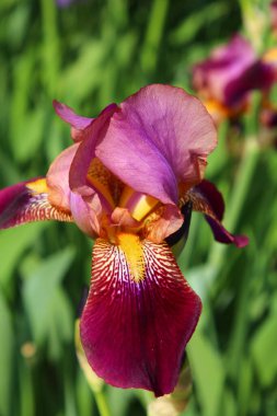 Yaz bahçesinde Iris çiçekleri.