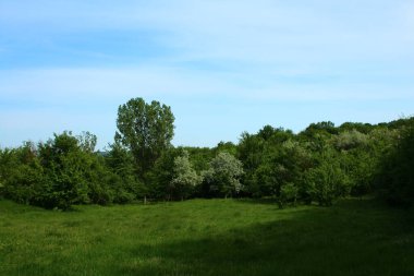 Yaz parkında güzel yeşil ağaçlar