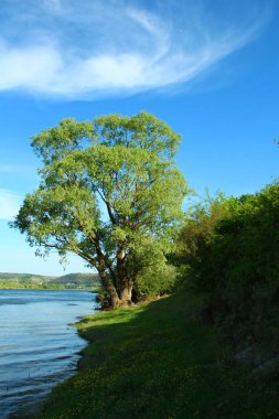 Bir bahar gününde güzel gölü olan bir ağaç.