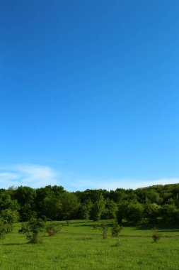 Yeşil çayır ve mavi gökyüzü