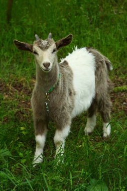 Yeşil çimlerde tatlı küçük keçi yavrusu