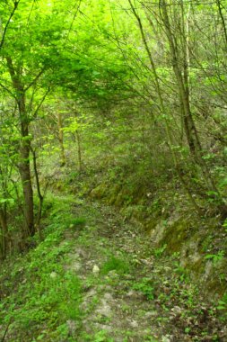 Dağlardaki yeşil orman ve patika