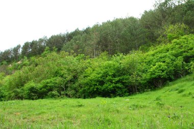 Yeşil çayır ve ağaçlar