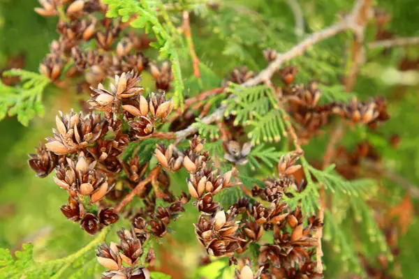 stock image pine cones in the forest