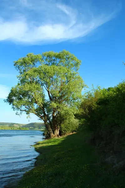 Bir bahar gününde güzel gölü olan bir ağaç.