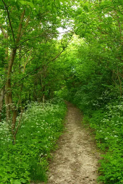 Ormanda yeşil ağaçlar. Yaz manzarası