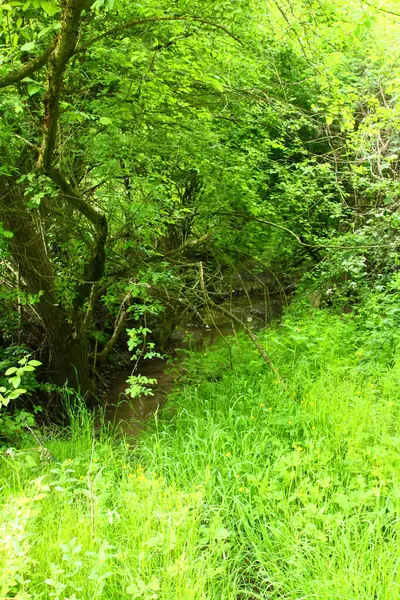 Yazın güzel orman ve yeşil çimenler