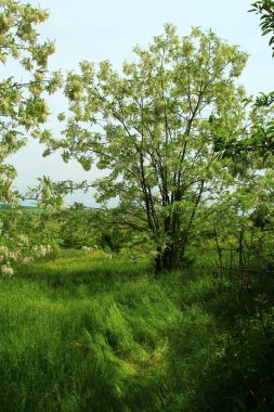 Parkın güzel manzarası
