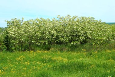 Bahçede çiçek açan armut ağacı