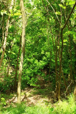 Yeşil orman, doğa bitki örtüsü