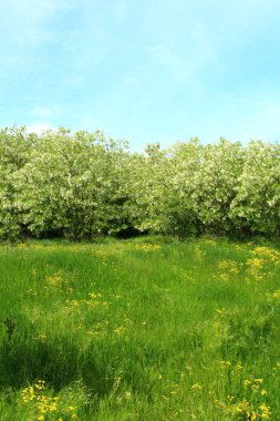 Çiçek açan elma ağacıyla bahar manzarası