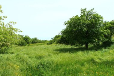 Yeşil bir tarlada bir ağaç ve beyaz bir tepenin olduğu güzel bir manzara.