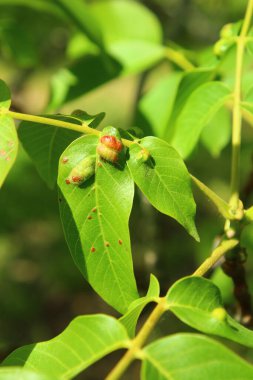 bir ağacın yeşil yaprakları