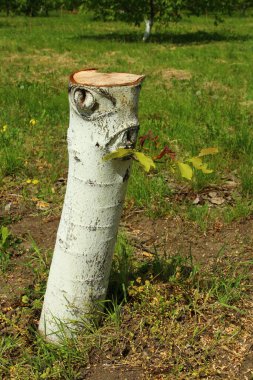 Bahçedeki Ağaç Damlası