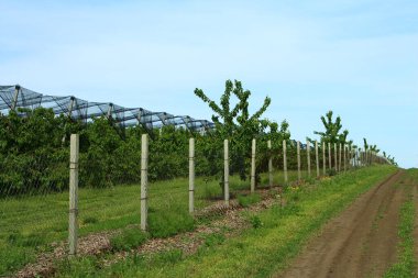 İlkbaharda meyve bahçesi