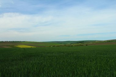Bahar zaman buğday alanında