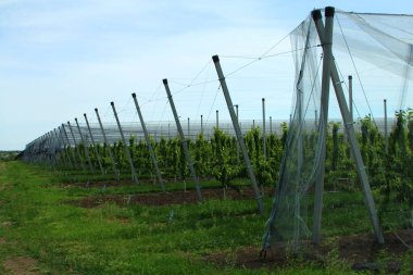 Yeşil dizili seralar,