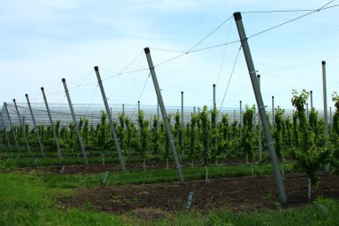 Üzüm bağında yeşil üzüm bitkileri