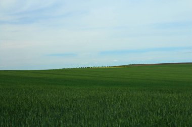 Buğday tarlası, mavi bulutlu gökyüzü