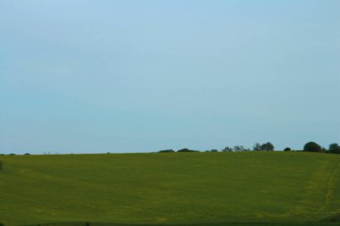 yeşil tarla ve mavi gökyüzü