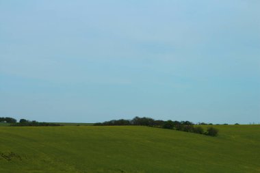 Kırsalda yeşil buğday tarlası