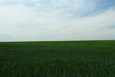 mavi gökyüzünde bir zemin üzerine yeşil buğday alanı