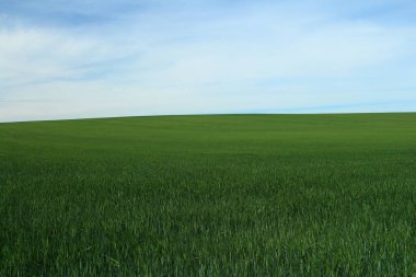 Yeşil çimenler ve parlak gökyüzü.