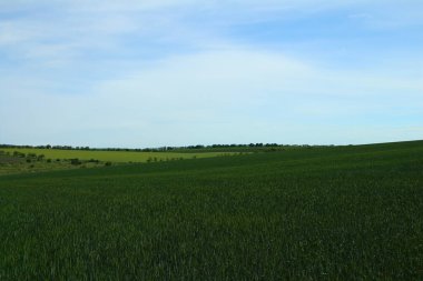 Arkaplanda yeşil buğday tarlası.