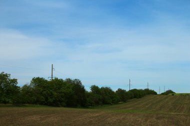yeşil buğday tarlası ve mavi gökyüzü