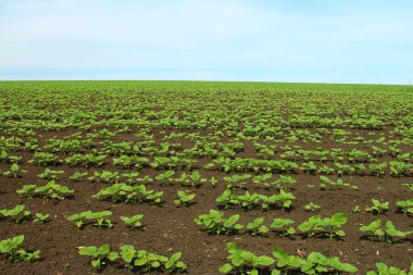 Bahçedeki genç yeşil bitkiler