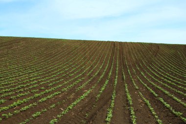 Genç bitkilerin olduğu yeşil alan