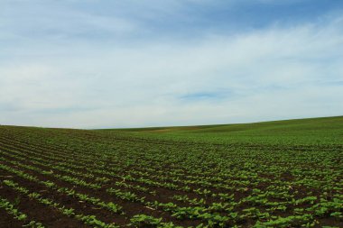 Genç buğday ile yeşil alan