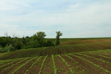 yeşil alan ve yaz aylarında mavi gökyüzü