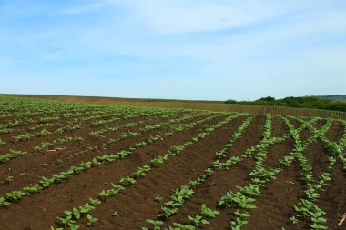 Yeşil tarlalar ve taze filizler