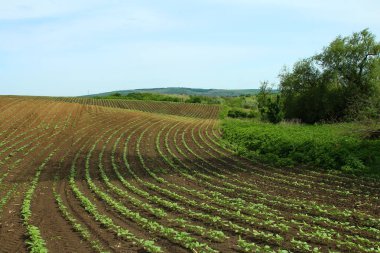 Yeşil, genç bitkilerin tarlası