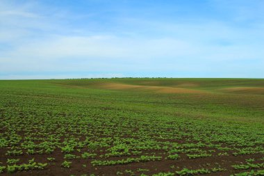 Bahar mevsiminde genç bitkilerin olduğu yeşil alanlar