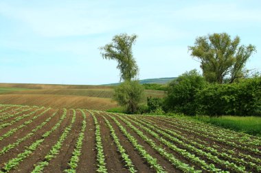 Mısır ile yeşil alan