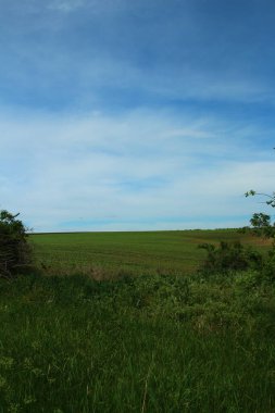 Ağaçları ve mavi gökyüzü olan güzel bir manzara.