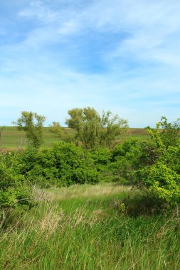 Arka planda yeşil ağaçlar ve mavi gökyüzü