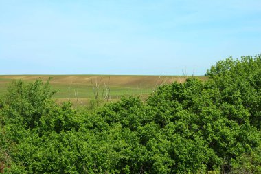 Ormanın güzel manzarası