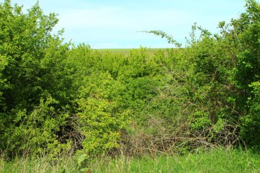Alanın güzel manzara