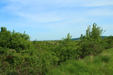 Yeşil çayır, yaz, mavi gökyüzü