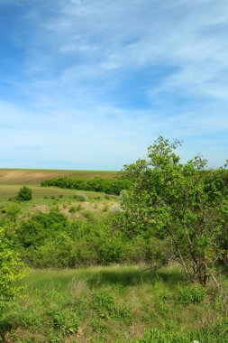 Yeşil çimlerle ve mavi gökyüzüyle manzara