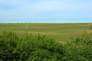 Kırsal alanda yeşil buğday tarlası
