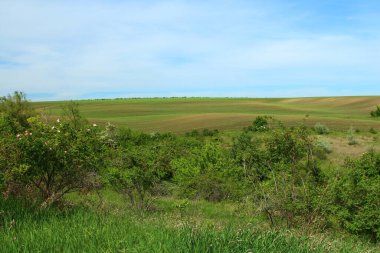 Ağaçlar ve çimlerle kaplı güzel bir manzara.