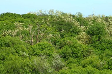 Parktaki yeşil ağaçlar