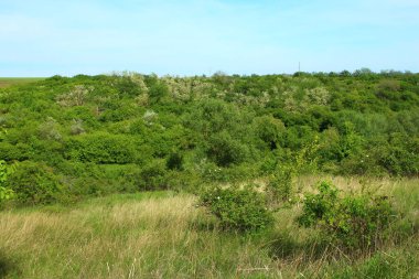 Yeşil çimenli tarlanın manzarası