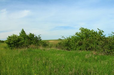yeşil alan ve mavi gökyüzü