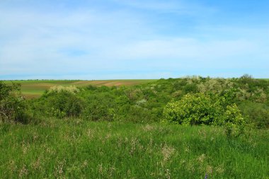 Güzel yeşil bir tarlası ve mavi gökyüzü olan bir manzara.