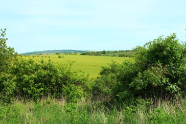 Yaz manzarası, yeşil buğday tarlası ve mavi gökyüzü